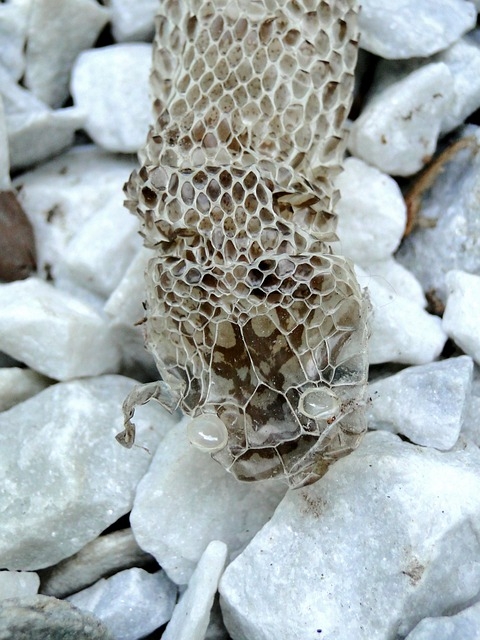 snake-101865_640.jpg